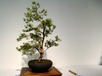 bonsai-002