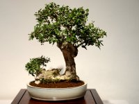 bonsai-004
