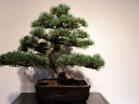 bonsai-017